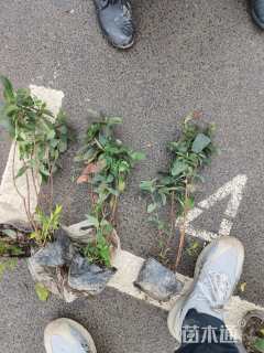 高度40厘米金丝桃