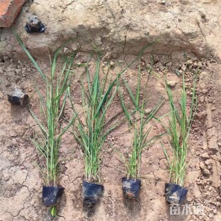 高度50厘米柳枝稷