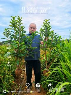 高度100厘米法国冬青