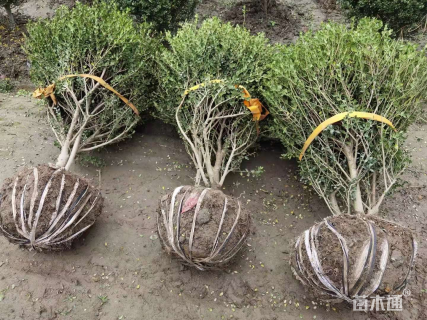 冠幅120厘米龟甲冬青球