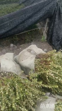 高度25厘米夏鹃