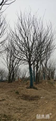 30公分朴树