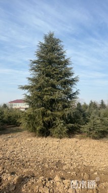 高度800厘米雪松