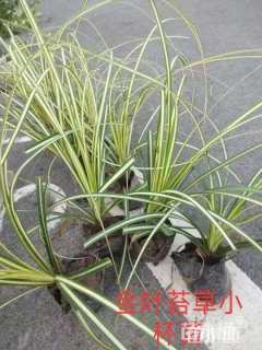 苔草