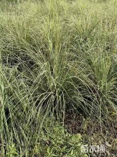 高度150厘米花叶蒲苇