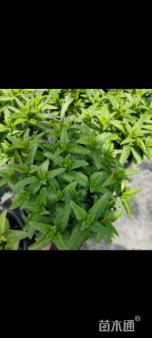 高度15厘米婆婆纳