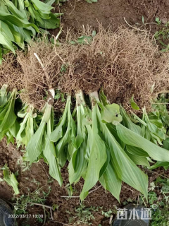 高度30厘米玉簪