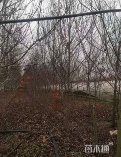 10公分美国红枫-红点