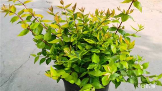 高度35厘米六道木