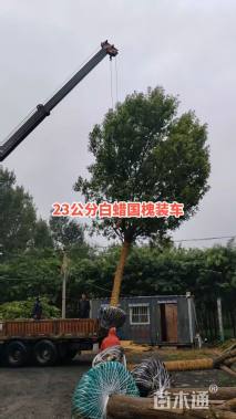 30公分白蜡