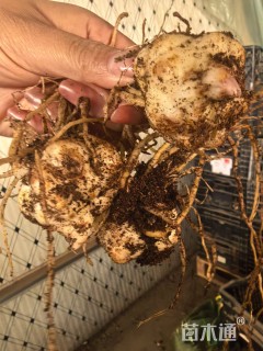 高度20厘米百合