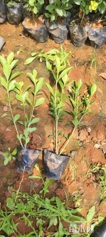 高度25厘米栀子花