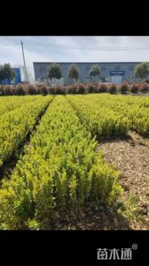 高度60厘米金边黄杨