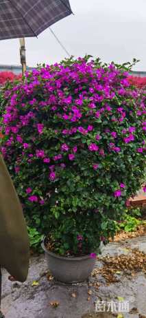 高度110厘米三角梅