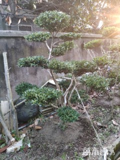 10公分造型黄杨