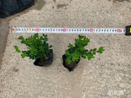 高度25厘米小叶黄杨