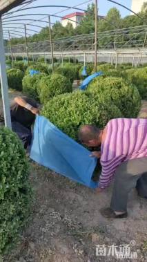 冠幅120厘米小叶黄杨球