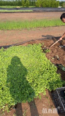 高度20厘米耧斗菜