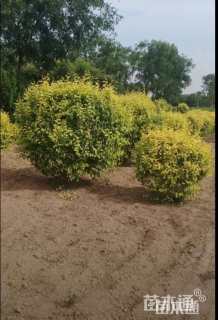 冠幅80厘米金叶榆球