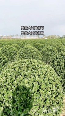 冠幅180厘米卫矛球