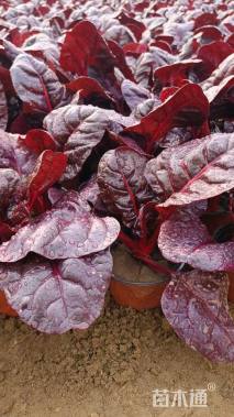 高度16厘米红叶甜菜