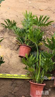 高度60厘米春羽