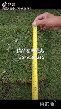 草卷状马尼拉草