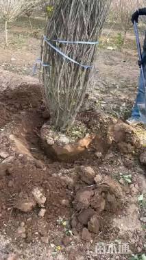 高度150厘米丛生木槿