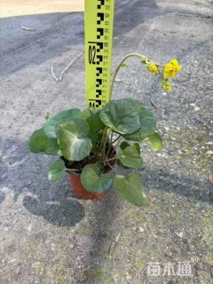 高度30厘米大吴风草