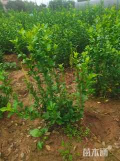 高度50厘米卫矛