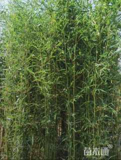 地栽苗早园竹
