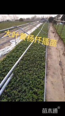 高度15厘米大叶黄杨