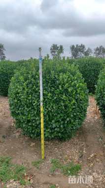 冠幅80厘米卫矛球