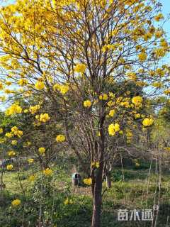 22公分黄花风铃木