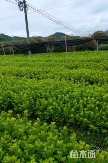 容器苗安酷杜鹃