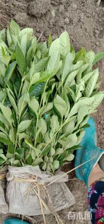 高度40厘米大叶栀子