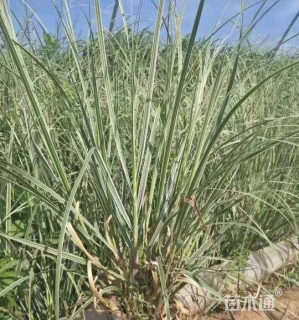 高度20厘米花叶蒲苇