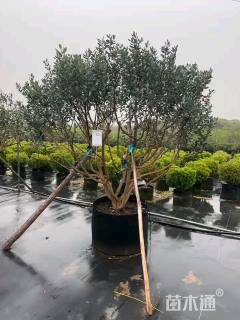 高度100厘米菲油果