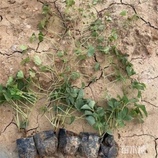 70厘米三叶地锦