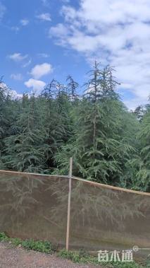 高度280厘米雪松