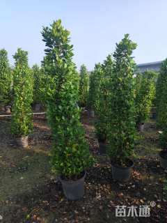 高度170厘米火山榕