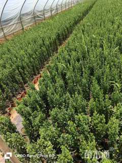 高度20厘米直立冬青