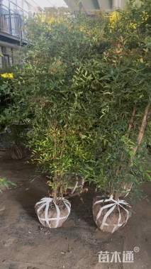 高度80厘米南天竹