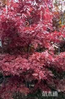 2公分北美红栎