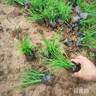 高度20厘米沿阶草