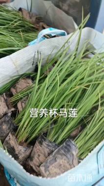 高度20厘米马兰头