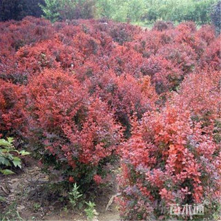 高度80厘米红叶小檗小苗