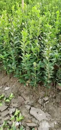 30厘米小叶扶芳藤
