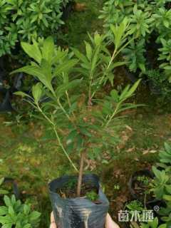 高度20厘米杜鹃