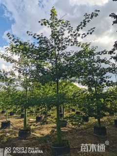 10公分大腹木棉